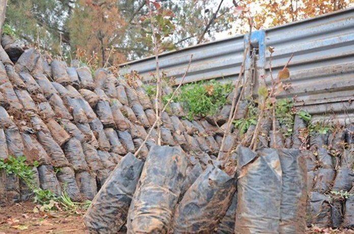 Çiftçilere 7 bini aşkın fıstık ve badem fidanı dağıtıldı