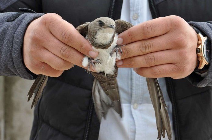 Evin balkonunda ebabil kuşu buldu