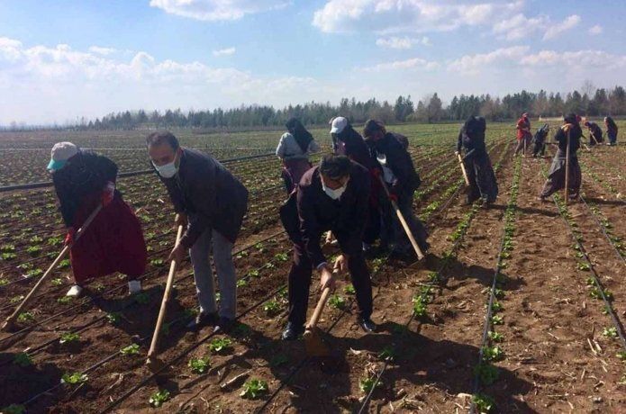 Sebze üretimi için ilk fide dikimi yapıldı