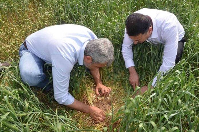 Süne böceğiyle mücadele çalışması başlatıldı