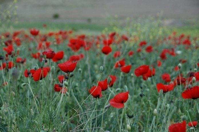 Gelincik tarlaları görenleri kendine hayran bırakıyor