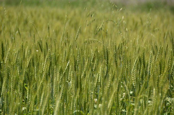 Çiftçiler ciddi bir rekolte düşüklüğü bekliyor