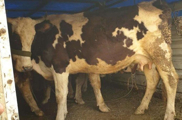 Hayvanları çalan hırsızlar operasyonla yakalandı