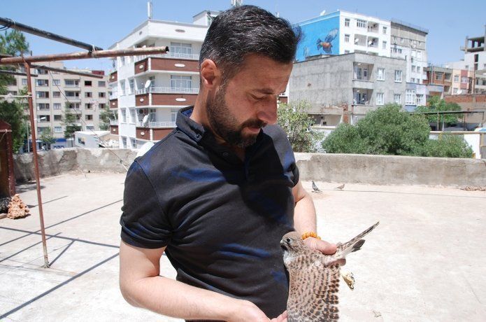 Gönüllü olarak bakımını üstlendiği hayvanları tedavi edip doğaya salıyor