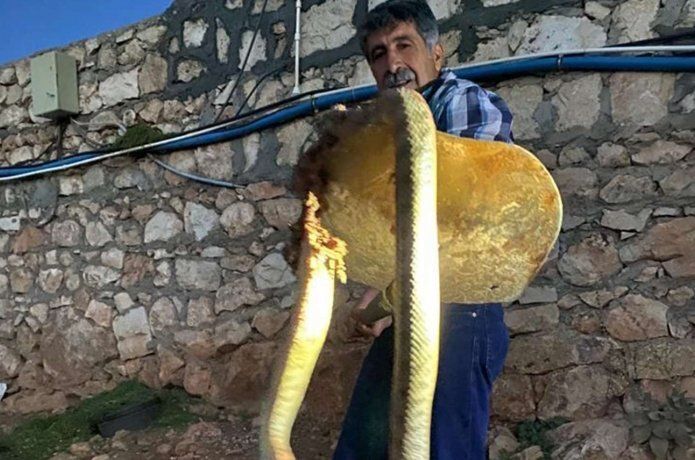 Tavuklarını yiyen koca yılanı tüfekle öldürdü