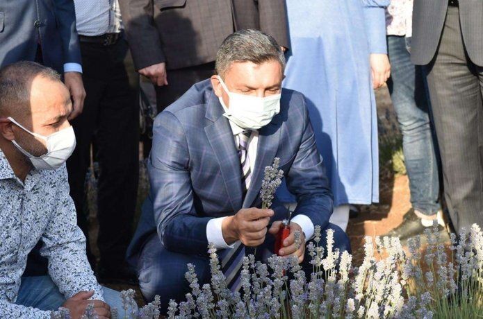 Batman'da yılın ilk lavanta hasadı yapıldı