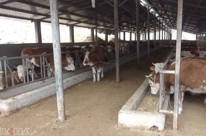 hayvan yetiştiricilerine yüzde 50 hibe desteği