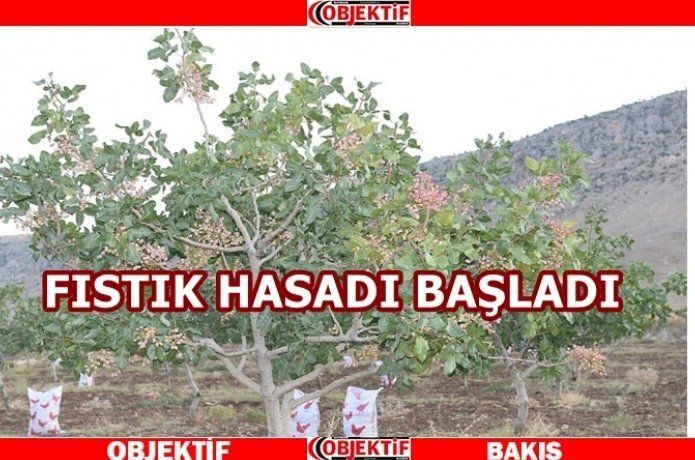 Batman'da fıstık hasadı