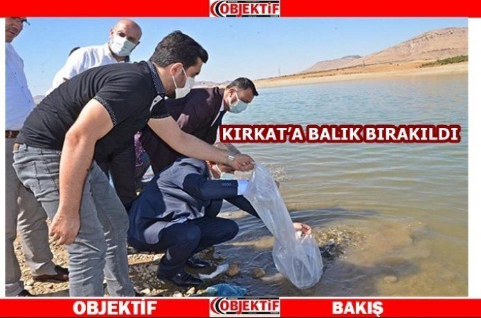 Kırkat Göleti'ne yavru sazan balığı bırakıldı