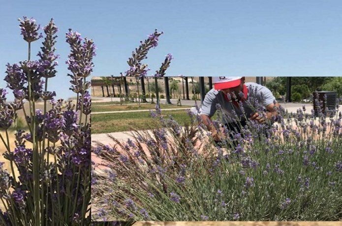 Batman Üniversitesi’nde ilk lavanta hasadı yapıldı