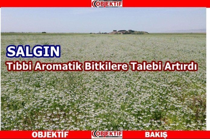 Ektiği çörek otu sayesinde elektrik gideri yüzde 70 azaldı