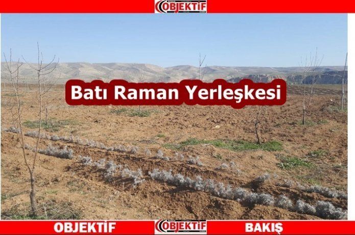 Üniversiteye fıstık fideleri dikiliyor