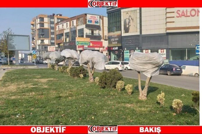 Ağaçlar koruma altında