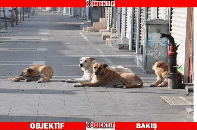 Başıboş sokak köpekleri için önlem
