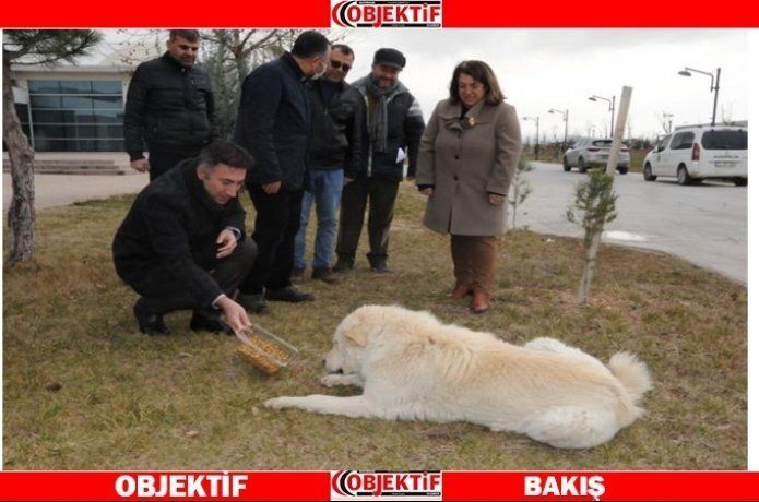 Üniversite, can dostlarına sahip çıkıyor