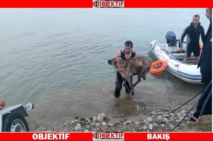 Mahsur kalan köpek kurtarıldı