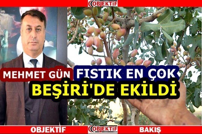 Fıstık rekoltemiz 1.245 ton