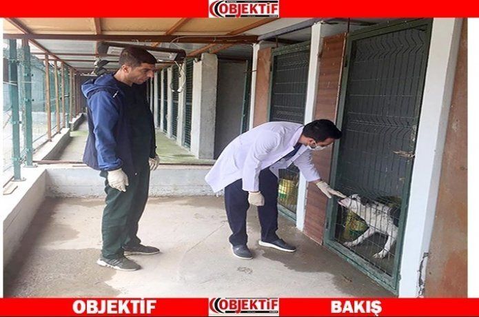 21 hayvan ev sahibi oldu