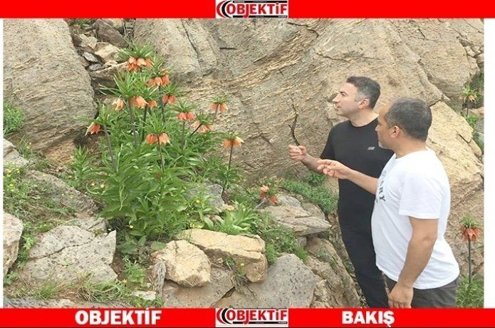 Üniversite ters lalelere sahip çıkıyor