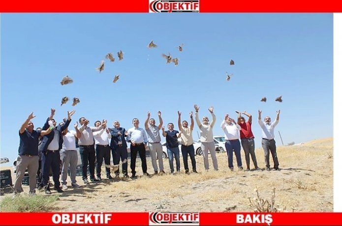 Süne savarlar doğaya salındı