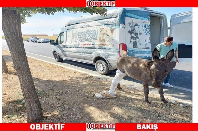 Bacağı kırılan eşek için seferber oldular