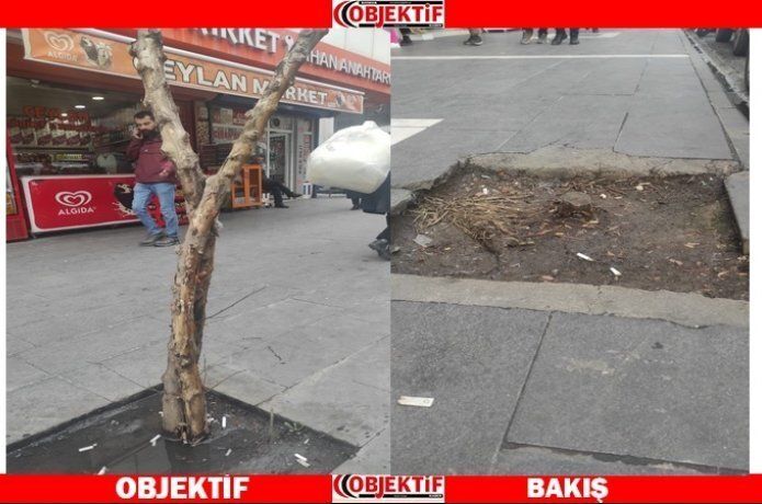 Yeni ağaçlar ekilsin