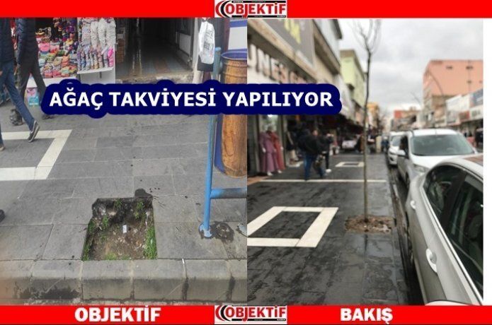 Ağaçlar ekildi