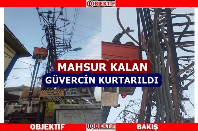 Trafoya sıkışan güvercin kurtarıldı