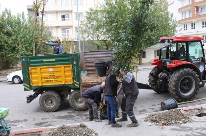 14 bin 506 ağaç dikildi