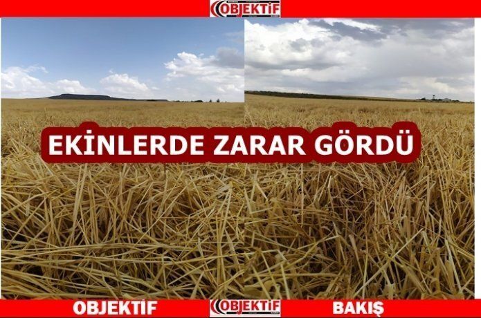 Dolu ekinlere zarar verdi
