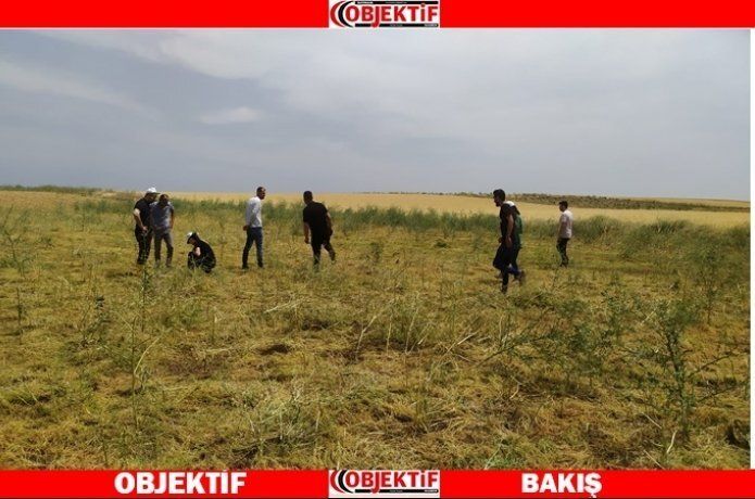 Doluca'da hasat tespiti
