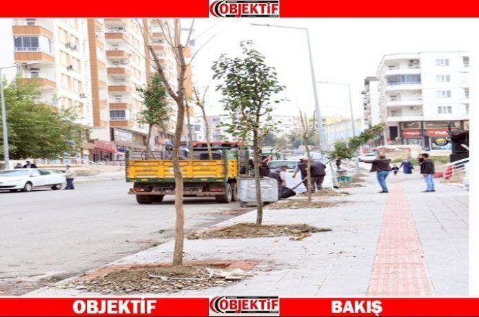 Belediye, Batman’ı ağaçlarla yeşillendiriyor