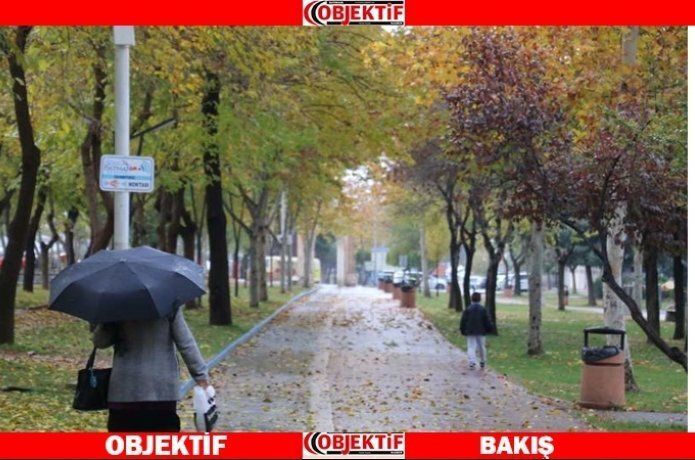 Rengarenk ağaç yaprakları