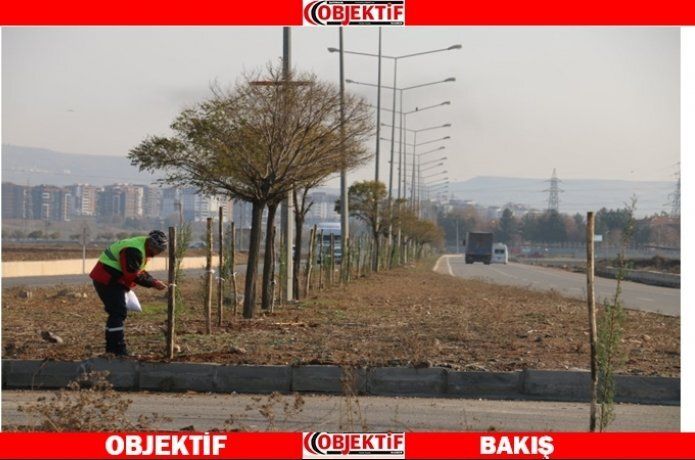 Üniversite güzergâhı boyunca fidan dikiliyor