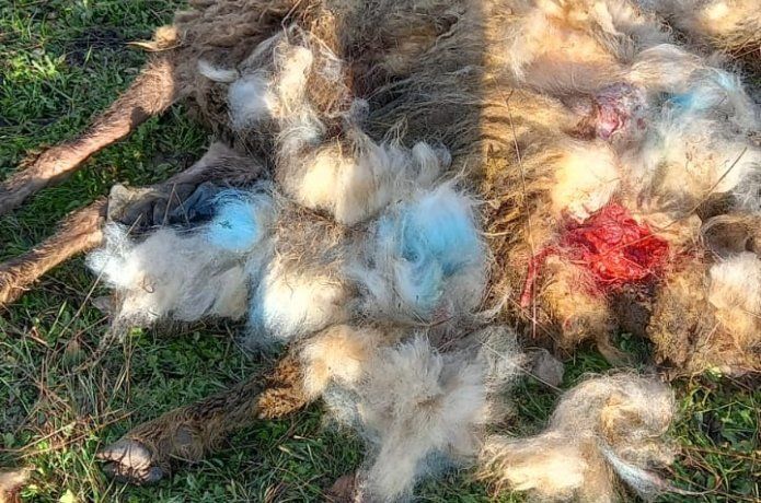 Sokak köpekleri koyunu parçaladı