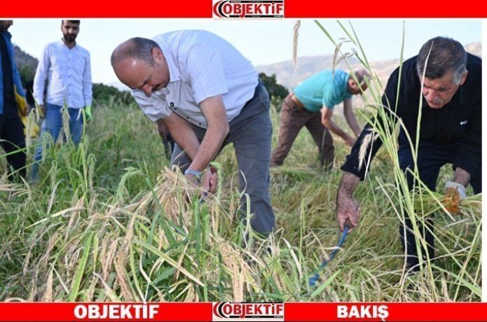 Vali Canalp, çeltik hasadına katıldı