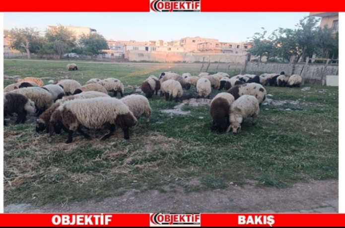 Kurbanlıklar pazarda