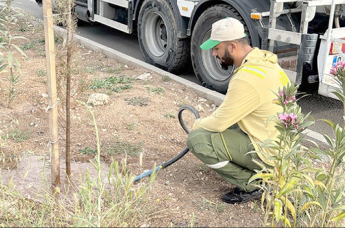 Fidanlara yaz bakımı