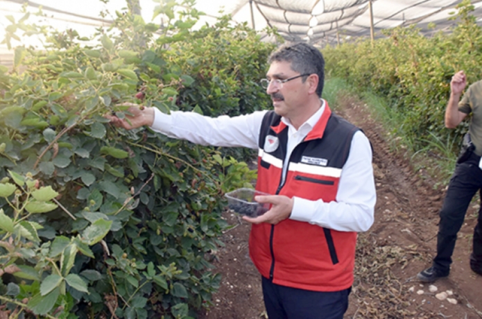 Nasıroğlu, böğürtlen hasadına katıldı