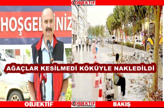 Vali Canalp: ağaçlar kesilmedi köküyle nakledildi