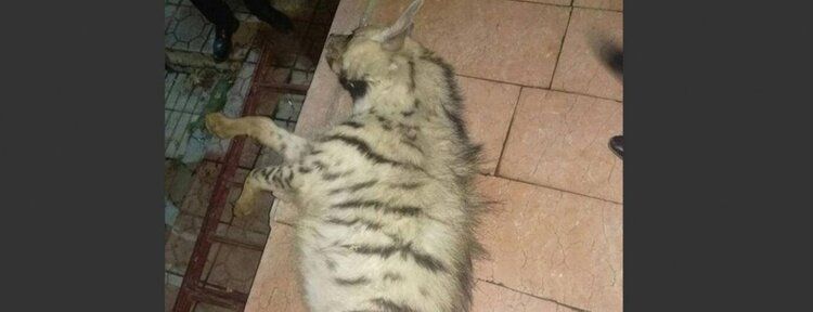Batman'da çizgili sırtlan telef oldu