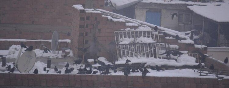 Aç kalan kargalar şehir merkezinde yem arıyor