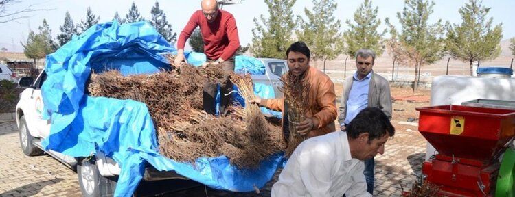 "Mezrone Üzümü" gençleştirme çalışması yapıldı