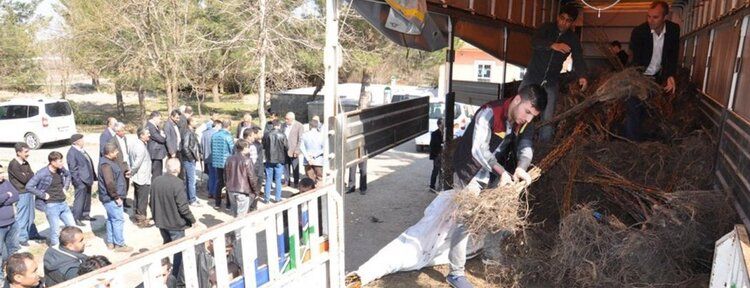 Çiftçilere 20 bin ceviz fidanı dağıtıldı
