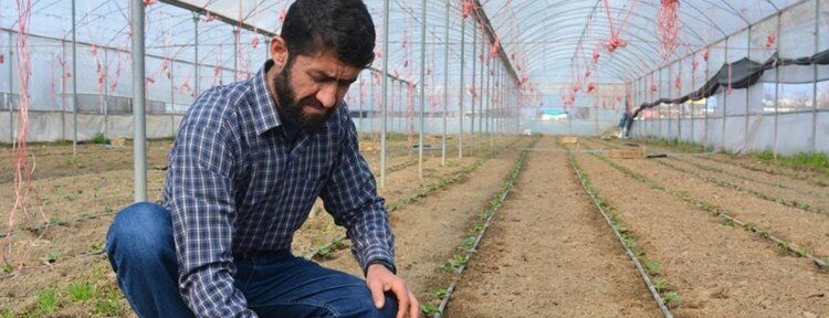 Çiftçiler serada salatalık ekimine başladılar