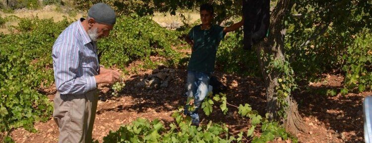 Üzüm yetiştiricilerine "külleme hastalığı" uyarısı