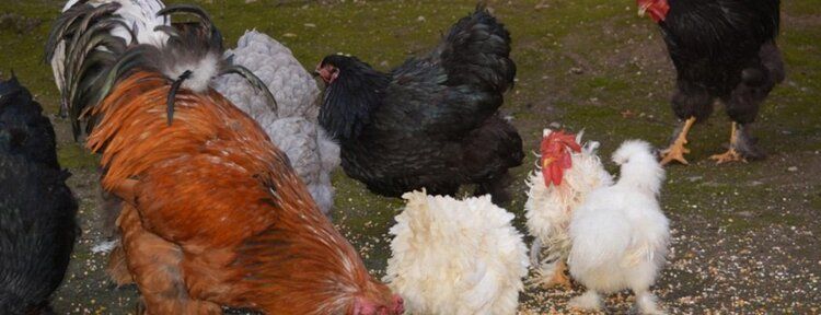 Süs tavuklarının fiyatı şaşırtıyor