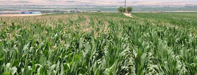 Batmanlı çiftçilerin mağduriyeti sürüyor