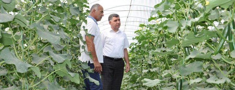 "Bölgede seracılık gittikçe yaygınlaşıyor"