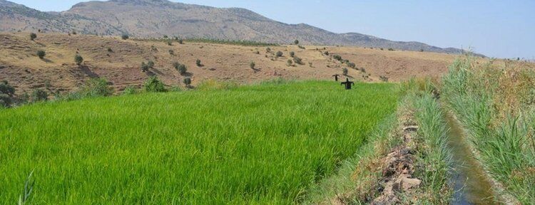 Köylerinin pirinç bölgesi ilan edilmesini istiyorlar